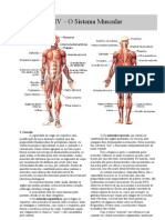 anatomia