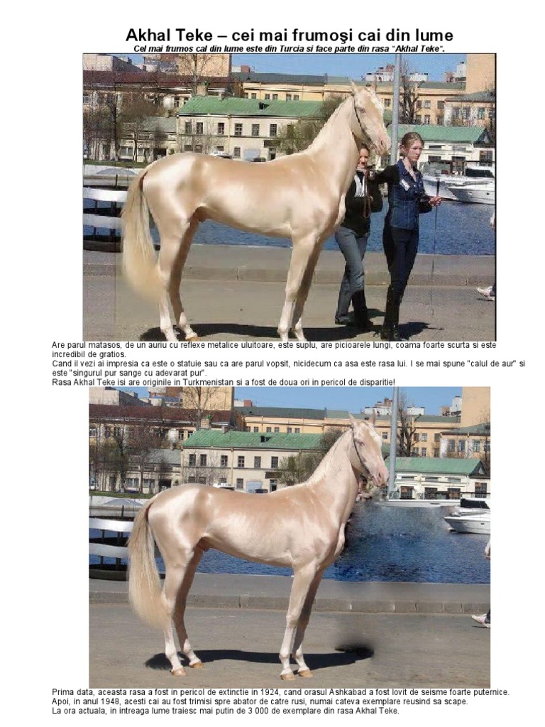 Akhal Teke Cei Mai Frumosi Cai Din Lume