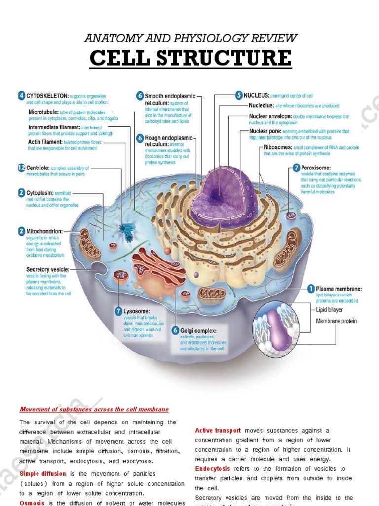 Cell Anatomy And Physiology , Anatomy and Physiology: Parts of a Human ...