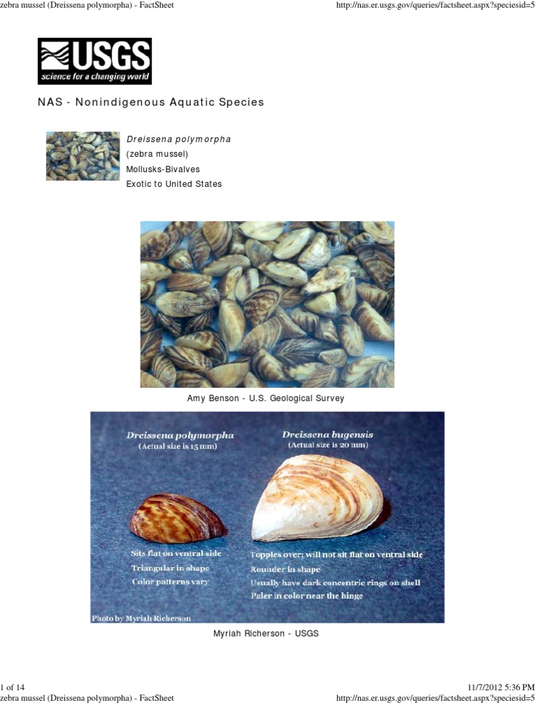 Zebra Mussel (Dreissena Polymorpha) - FactSheet | Invasive Species