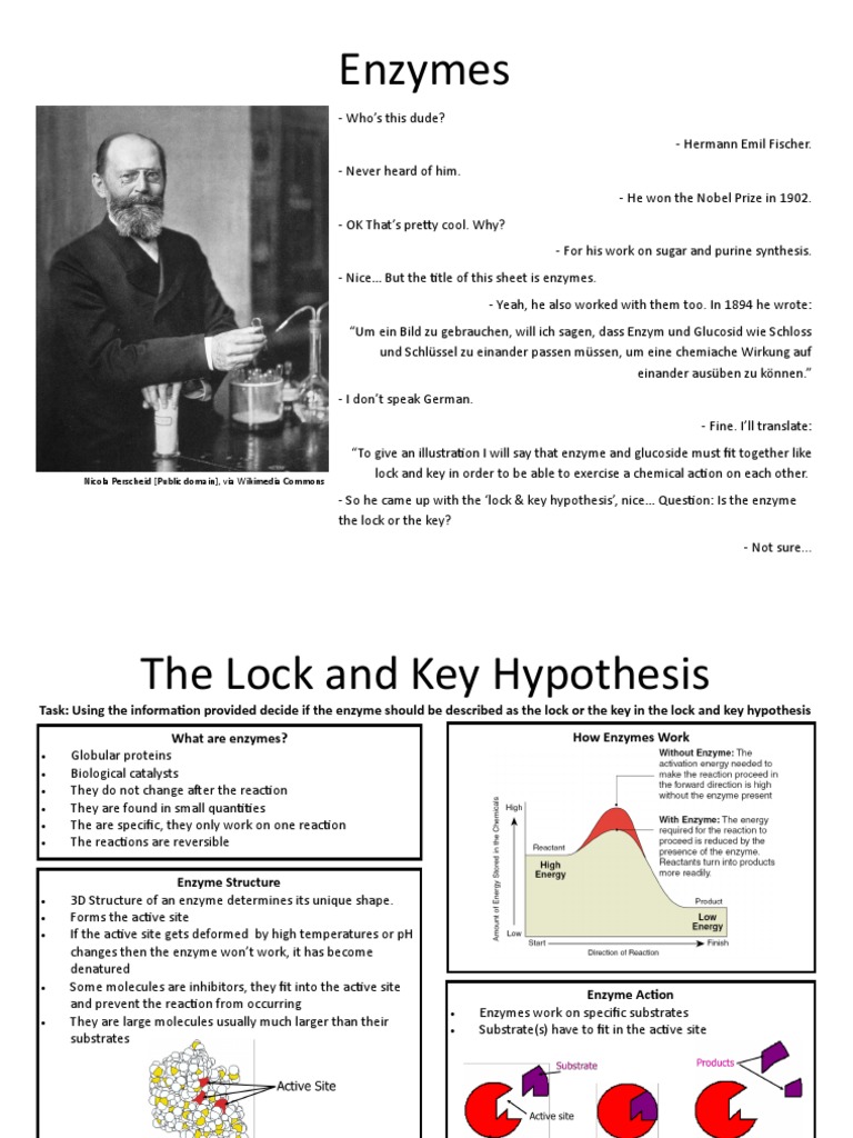 Enzymes Lock & Key Hypothesis