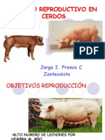 Manejo reproductivo cerdas