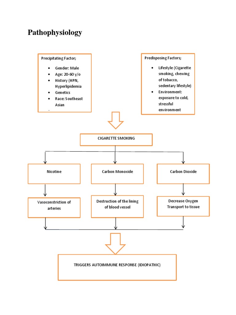 Buerger's Disease Pathophysiology
