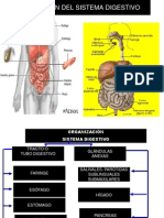 Sistema Digestivo