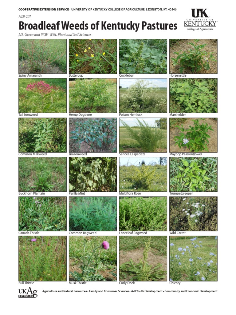 Broadleaf Weeds of Kentucky Pastures Herbicide Weed