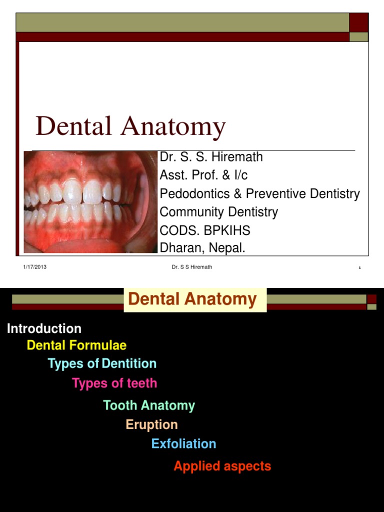 Dental Anatomy Essentials | PDF | Tooth | Human Tooth