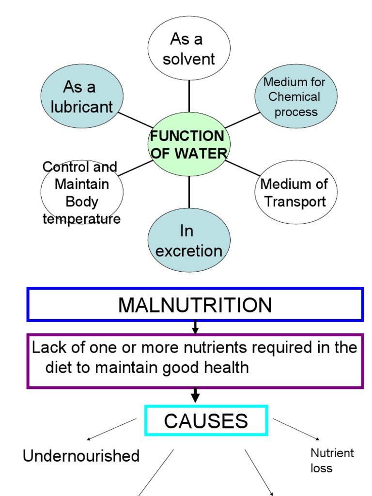 Functions and Effects of Malnutrition | PDF
