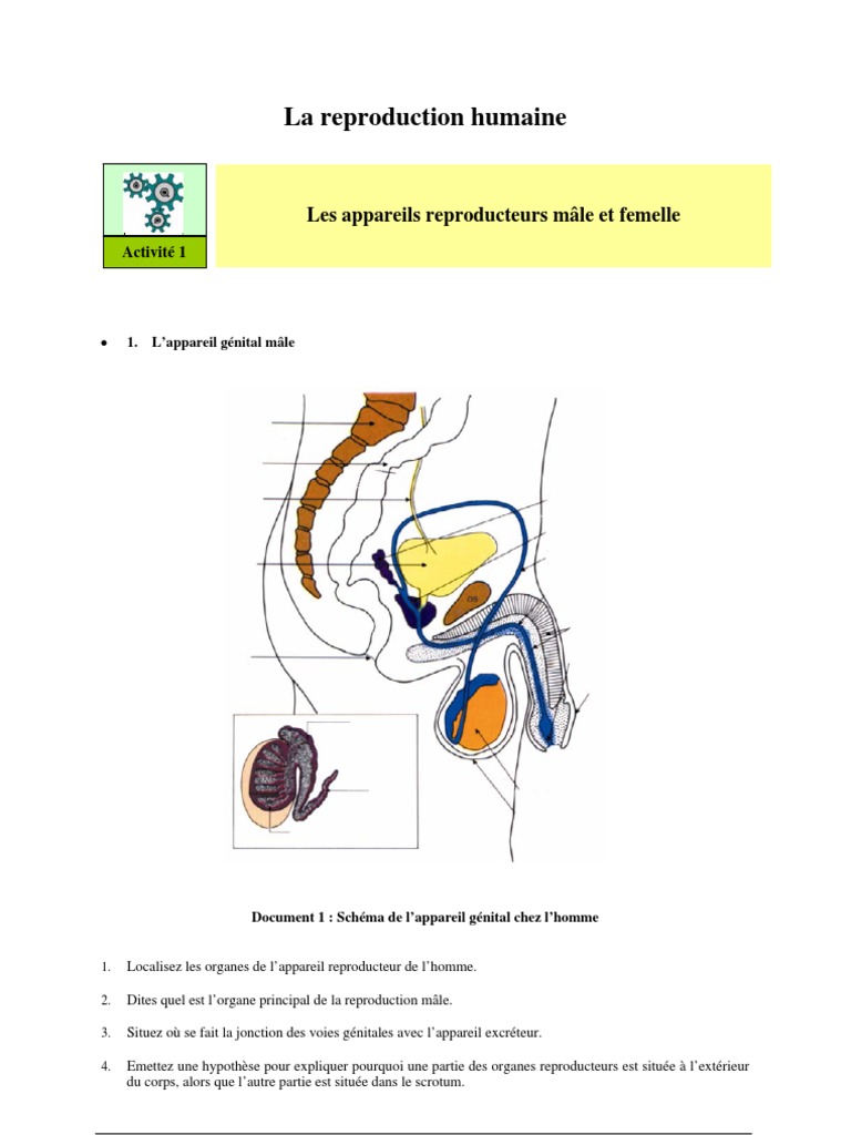 La Reproduction Humaine Pdf Contraception Sida