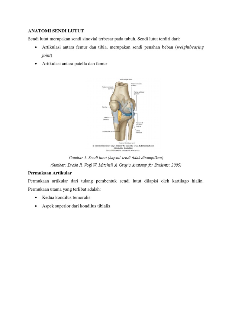 ANATOMI SENDI LUTUT   ANATOMI SENDI LUTUT