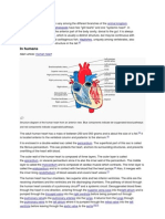 In Humans: Human Heart