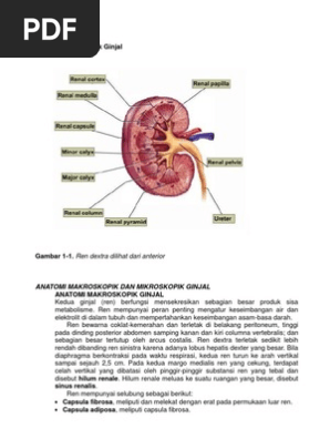 Download 96 Koleksi Gambar Ginjal Secara Morfologi Terbaik Gratis HD