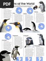 Biology_of_Penguins | Heart | Circulatory System