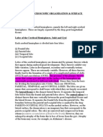 The Brain - Macroscopic Organisation & Surface Features The Cerebrum