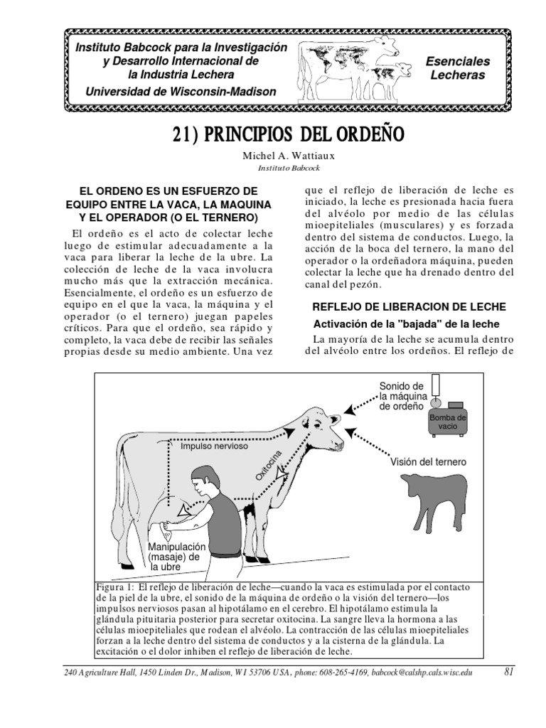 Principios del Ordeño Efectivo | PDF | Leche | Vacas