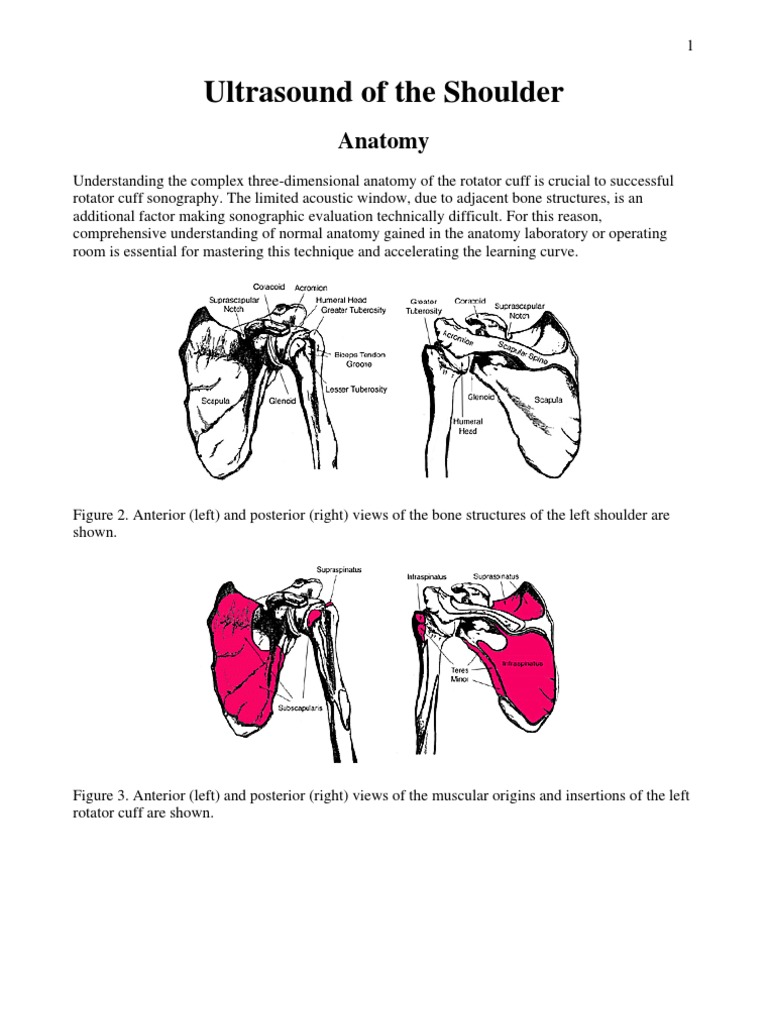 Ultrasound of the Shoulder | Shoulder | Medical Ultrasound