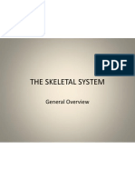 Skeletal Overview