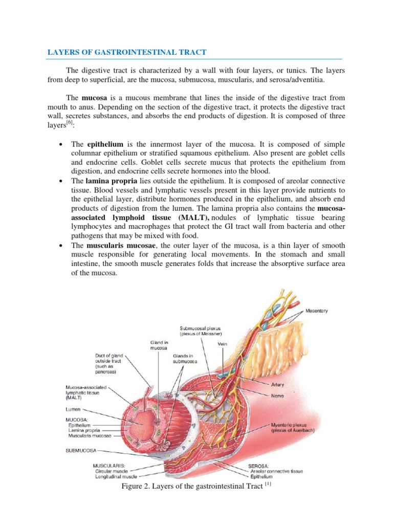 Layers of the Gastrointestinal Tract | PDF | Epithelium ...