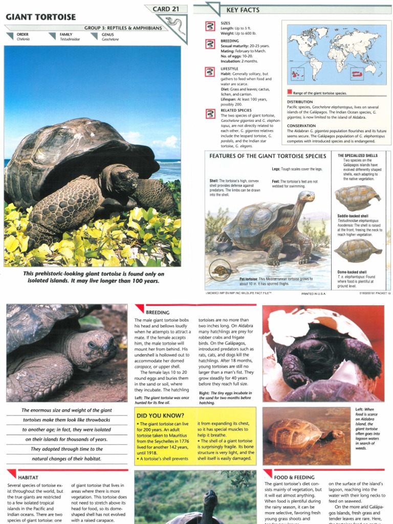Wildlife Fact File - Reptiles - Pgs. 21-30 | PDF | Rattlesnake | Frog