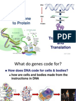 From Gene To Protein: Transcription and Translation