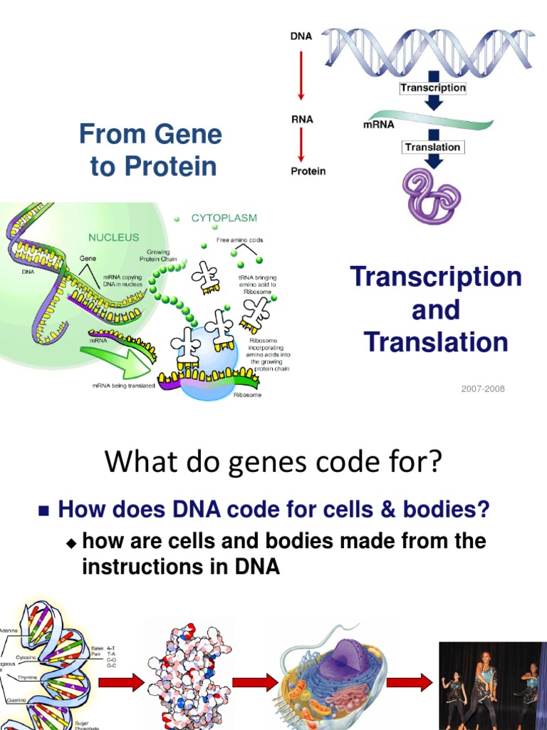 From Gene To Protein: Transcription and Translation | PDF | Rna ...