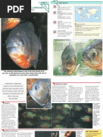Download Wildlife Fact File - Fish - Pgs 1-10 by ClearMind84 SN121812421 doc pdf