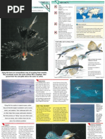 Download Wildlife Fact File - Fish - Pgs 31-40 by ClearMind84 SN121813914 doc pdf