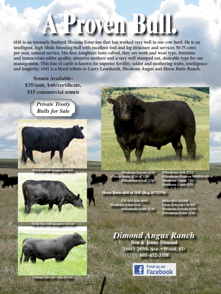 Proven Shoshone Angus Bull for Sale | PDF | Bovidae | Cattle