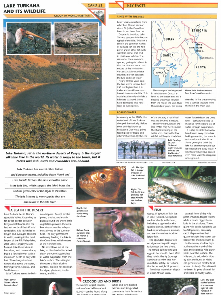Wildlife Fact File - World Habitats - Pgs. 21-30 | PDF | Desert ...
