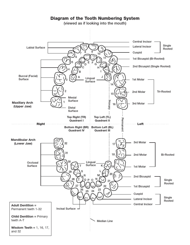 teeth numbers quadrants