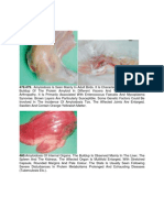 Amyloidosis: 478.479.. Amyloidosis Is Seen Mainly in Adult Birds. It Is Characterized by Extracellular