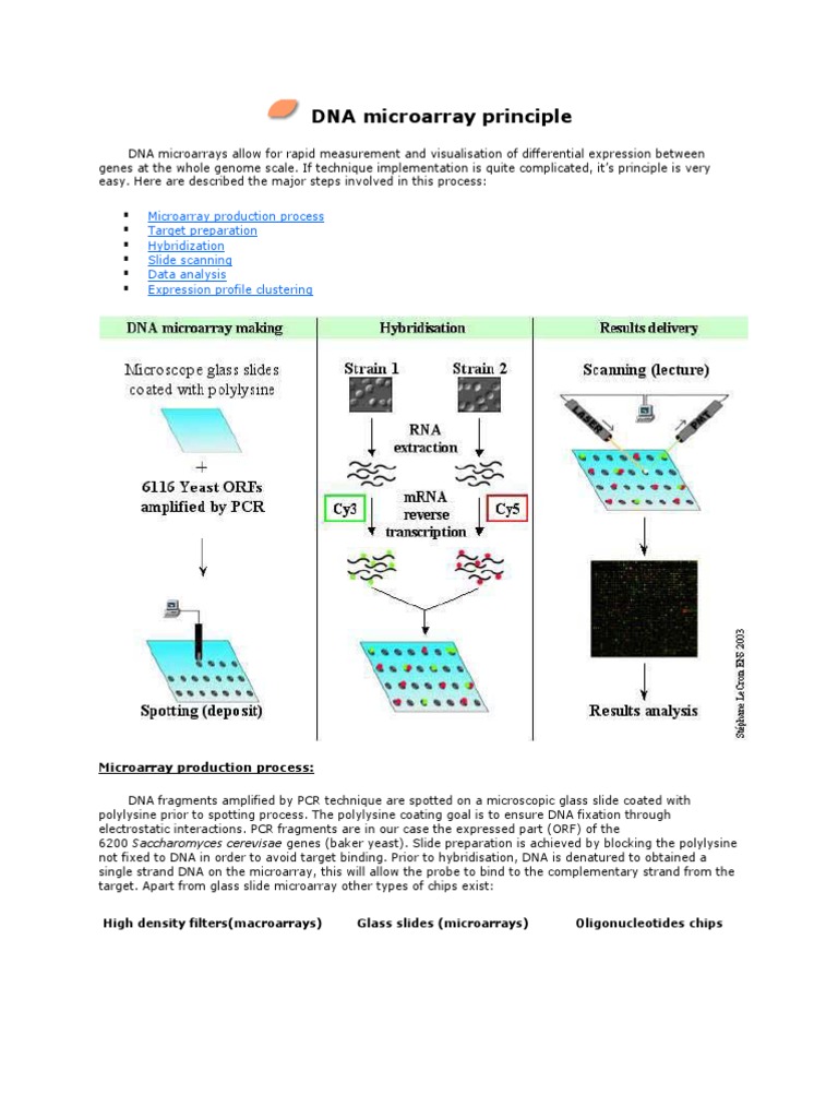 Principle of DNA microarray | Dna Microarray | Gene Expression