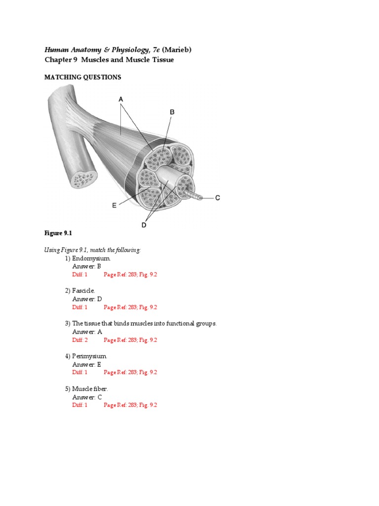 Chapter 9 Muscles and Muscle Tissue | Muscle Contraction