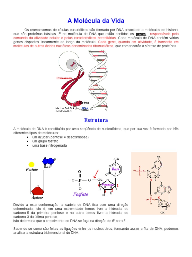 Mrna Tradução Ribossomo Uma Cadeia Polipeptídeos — Foto © animaxx3d  #440160664, image size:768x1024