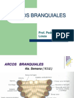 ARCOS BRANQUIALES L.H.pptx