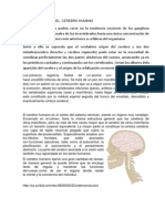 Evolucion Del Cerebro Humano