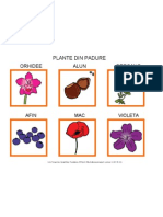 Plante Din Padure