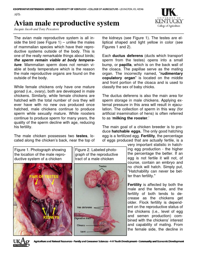 Anatomy Male Reproductive | Reproductive System | Chicken