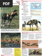 Download Wildlife Fact File - Mammals - Pgs 101-110 by ClearMind84 SN122599850 doc pdf