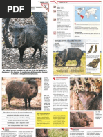 Download Wildlife Fact File - Mammals Pgs 161-170 by ClearMind84 SN122605197 doc pdf