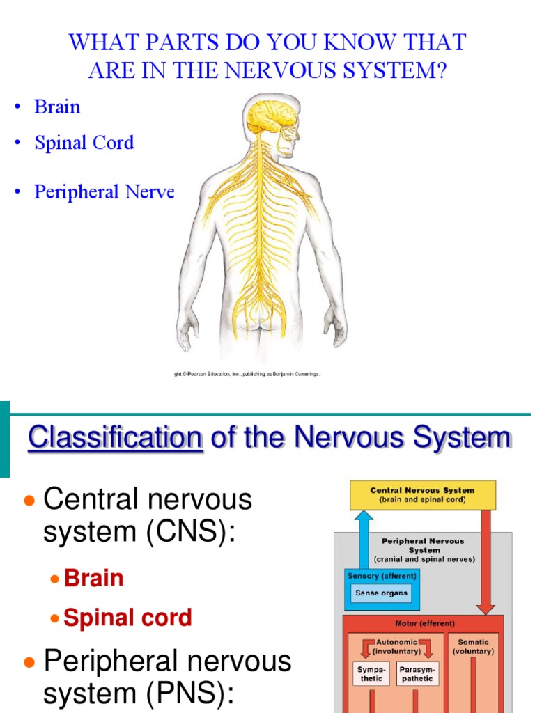 Anatomy - The Nervous System Powerpoint | PDF | Nervous System | Neuron