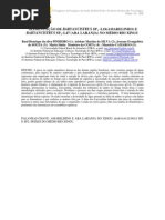 2009 - Alimentação de Baryancistrus L18 (amarelinho) e Baryancistrus L47 (aba laranja) no medio rio Xingu