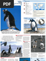 Download Wildlife Fact File - Birds - 81-90 by ClearMind84 SN122632580 doc pdf
