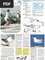 Download Wildlife Fact File - Birds - Pgs 201-210 by ClearMind84 SN122665597 doc pdf