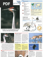 Download Wildlife Fact File - Birds - Pgs 261-270 by ClearMind84 SN122670289 doc pdf