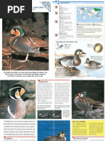 Download Wildlife Fact File - Birds - Pgs 301-310 by ClearMind84 SN122673374 doc pdf
