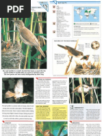 Download Wildlife Fact File - Birds - Pgs 311-315 by ClearMind84 SN122673571 doc pdf