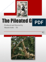 The Pileated Gibbon: Produced and Directed by Manish Sethi - 7D