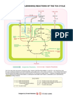 Anaplerotic Reactions of The Tca Cycle