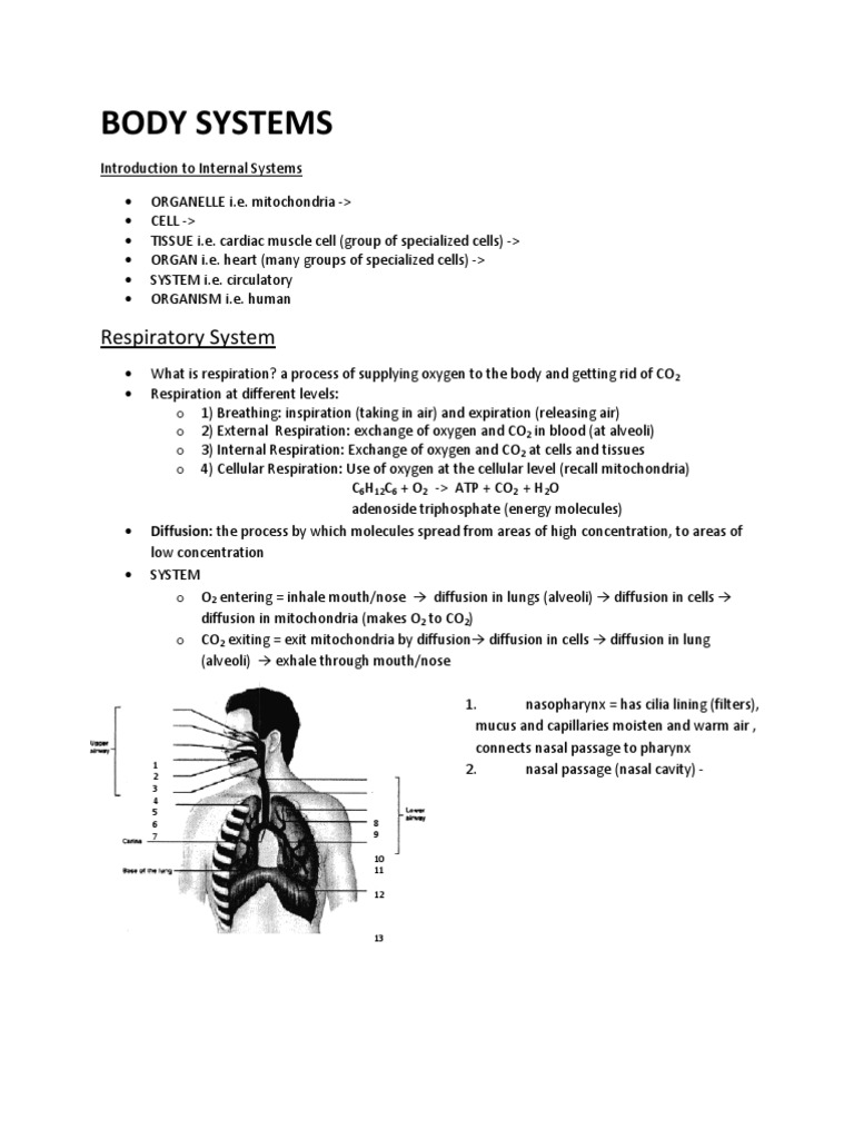 Overview of Human Respiratory System | PDF | Respiratory System ...