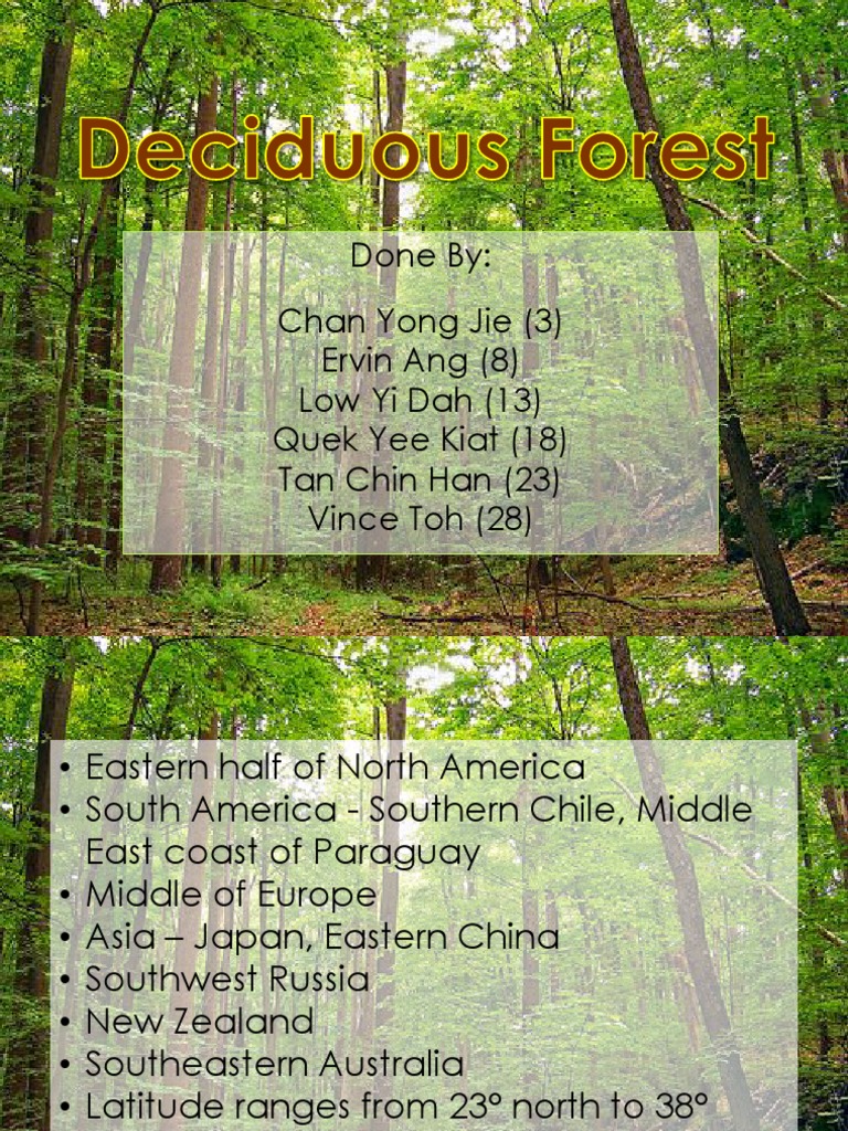Deciduous Forest 2P4 | PDF | Leaf | Trees